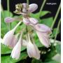 Hosta Halcyon