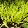 hakonechloa all gold livrée en pot plastique