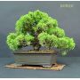 juniperus chinensis itoigawa ref 30090131