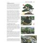 EPUISE BONSAI FOCUS N° 75