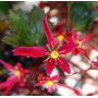 saxifraga fortunei beni tengu