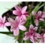 rhodohypoxis baurii "select" pot 1,4 litre