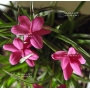 rhodohypoxis "paula" pot 1,4 litre