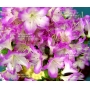 rhododendron l. mangetsu ref :220501531