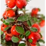 cotoneaster m. variegata mini bonsai ref : 2109015