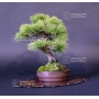 PT Pinus pentaphylla ref:15040152