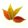 EPUISEZelkova orme sibérie lot 10 plantes racines