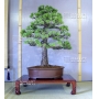 Pinus pentaphylla bonsai ref: 12040154
