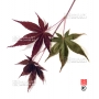 Graines d'Acer Amoenum ariake nomura