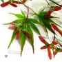 Graines d'Acer amoenum chitose yama