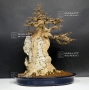 acer buergerianum bonsai ref :02030162