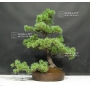 VENDU Pinus pentaphylla du Japon ref : 26070173