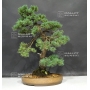 VENDU Pinus pentaphylla du Japon ref : 11080173