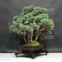VENDU Pinus pentaphylla du Japon ref :21080174