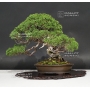 vendu juniperus chinensis itoigawa ref : 06090171