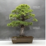 VENDU Pinus pentaphylla 25040184