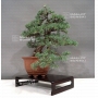 VENDU Pinus pentaphylla 11050181