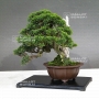 VENDU Juniperus chinensis itoigawa 16050183
