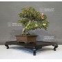 rhododendron laeteritium kegon 28050186