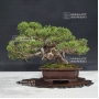 VENDU juniperus chinensis itoigawa ref 25060187