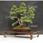 VENDU Juniperus chinensis itoigawa 13070182