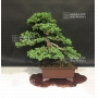 Juniperus procumbens.ref:17040182