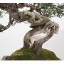VENDU Juniperus chinensis itoigawa ref:26020192