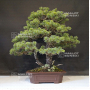 VENDU Pinus pentaphylla ref:060301910
