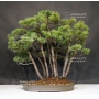 VENDU Pinus pentaphylla du Japon ref :10070172