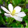 VENDU gardenia jasminoides ref: 12070172