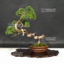 VENDU juniperus chinensis itoigawa ref:14080192