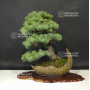 VENDU Pinus pentaphylla 04090197