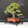 VENDU juniperus chinensis itoigawa ref 10090196