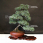 VENDU Pinus pentaphylla ref: 04090198