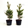 pinus pentaphylla variété "blue lou" pot 10 litres