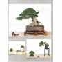 BONSAI FOCUS N° 108