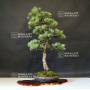 VENDU Pinus pentaphylla ref 13090195
