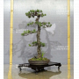 VENDU Pinus pentaphylla ref 19070199