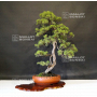 juniperus chinensis itoigawa ref 16090191