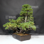 PT Pinus pentaphylla variété zuisho 18090199