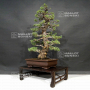 VENDU Pinus pentaphylla kokonoe ref:29110197
