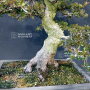 VENDU rhododendron l.  osakazuki ref 4040203
