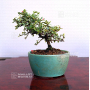 VENDU cotoneaster microphylla ref :030502015