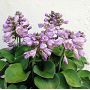 Hosta Blue mouse ears pot 3 litres