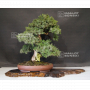 VENDU juniperus rigida ref: 04090192