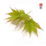 EPUISE Graines d'acer palmatum AO MESHIME NO UCHI