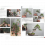 BONSAI FOCUS N° 115