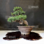VENDU Juniperus chinensis itoigawa 23060213