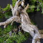 VENDU juniperus chinensis 25060213
