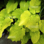 Hosta Ruffed up